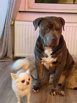American Bully XL mit ABKC 