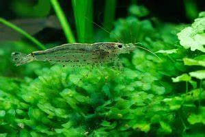 Amanogarnele - Caridina multidentata je nur 2 Euro