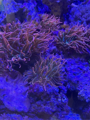 Meerwasser Anemonen 5 rote und 4 Anemone grüne klein mit stein