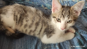 3 Monate alter Schmuse-Kater