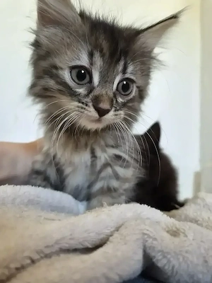 Kitten zu verkaufen 