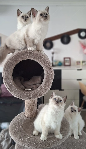 Heilige Birma Kitten, abgabebereit 
