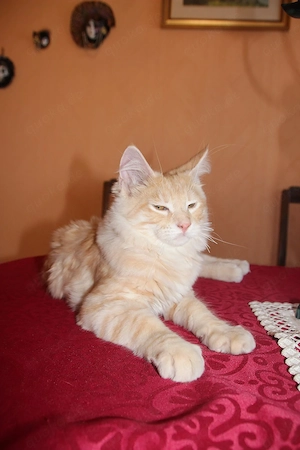 Wunderschönes, reinrassiges, Norwegische Waldkatzenkitten