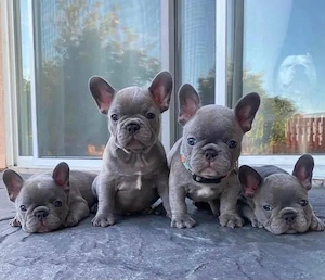 Französische Bulldogge Welpen