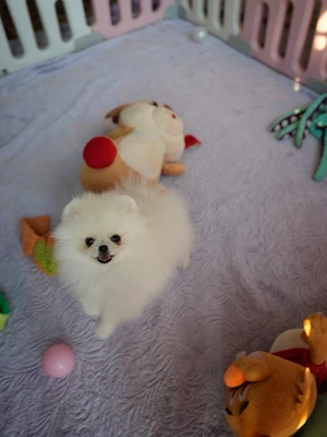 Traumhafte Pomeranian-Welpen suchen ihr Zuhause