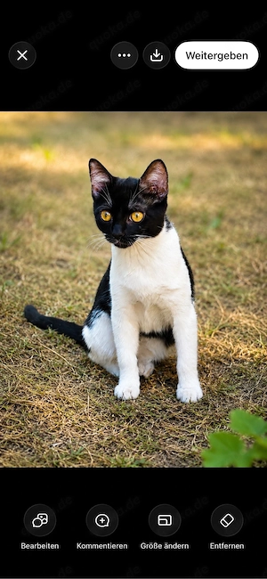 liebe katzen-dame sucht ein schönes Zuhause 