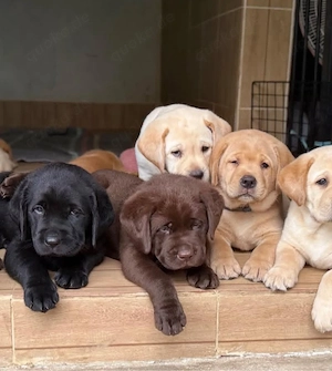 labrador Retriever Welpen