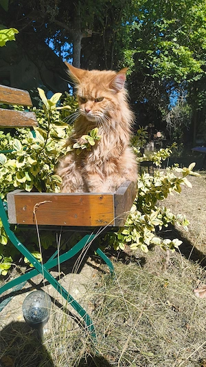 XL Maine Coon Kater red tabby