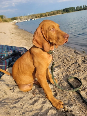Magyar Vizsla Welpe Rüde sucht ein neues zu Hause