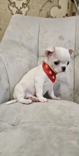 Kostenlos abzugeben   Chihuahua-Welpe (Zwerg)