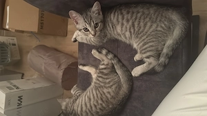 EKH-BKH Kitten Mix Zwei liebe Silver-Tabby-Kater suchen gemeinsam ein Zuhause