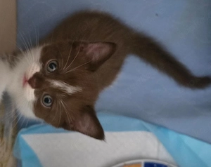 bkh mix kitten