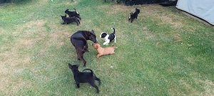 Border Collie  Französische Bulldogge Mix Welpen suchen ein für immer Zuhause 
