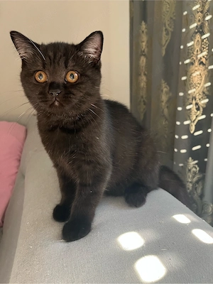 Drei süße Kitten suchen ein neues Zuhause