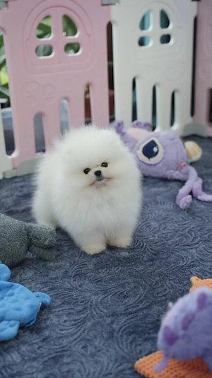 Süße Pomeranian Babys in liebevolle Hände abzugeben