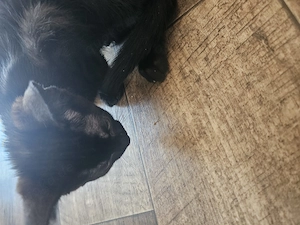 Eine kleiner schwarzer kater