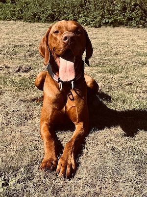 Magyar Vizsla