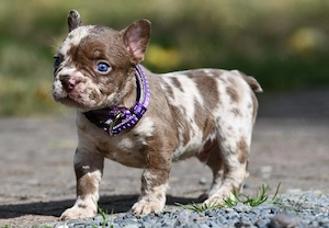 französische Bulldog Welpen 