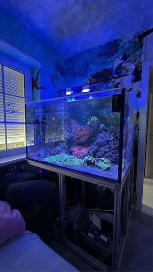 Kompletter Inhalt zu verkaufen Meerwasser Aquarium Korallen und Fische