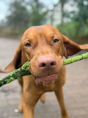 Deckhund  Ungarischer Vizla Pasha 4 Jahre 