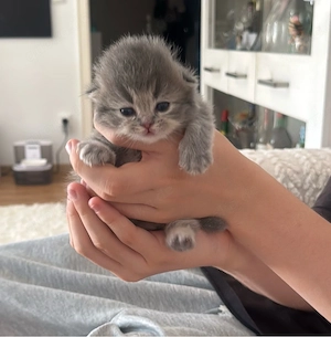 BLH Kitten