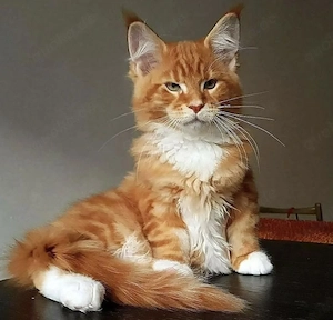 Reinrassige Maine-Coon-Kätzchen mit Stammbaum