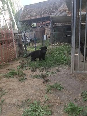 Deutsche Langstockhaar Schäferhundewelpen abzugeben