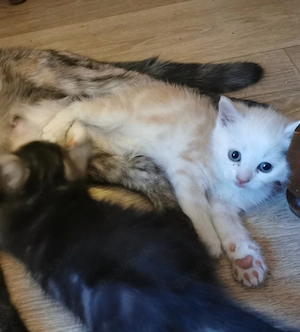 Türkisch Angora Mix Kätzchen Kitten 12 Wochen 