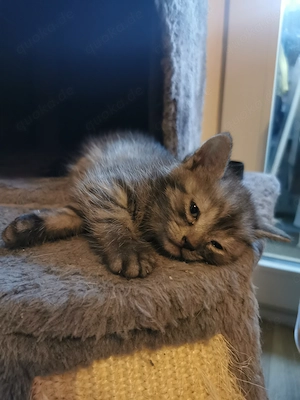 Türkisch Angora Mix Kitten Baby