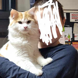 2 kater abzugeben