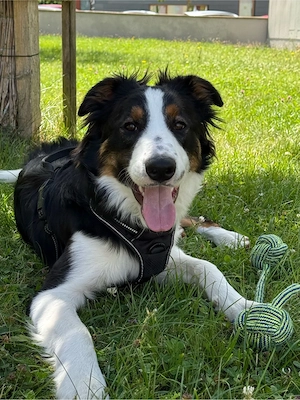 Border collie