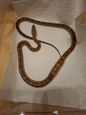 3 x Kornnatter-Weibchen (P. guttatus) 