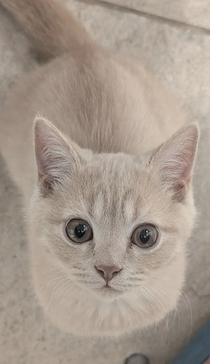 Reinrassige BKH Kater!Komplett geimpft!