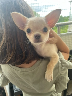 Chihuahua Rüde (Welpe) sucht Zuhause! 