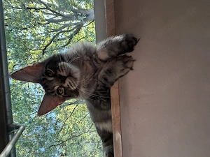 Maine Coon Kater 