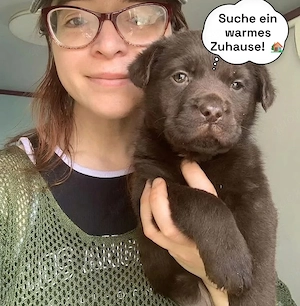 Traumhafter Schokoladen-Labrador Welpe sucht liebevolle Hände