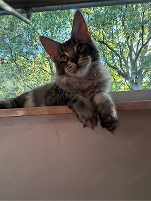 Maine Coon Kater 