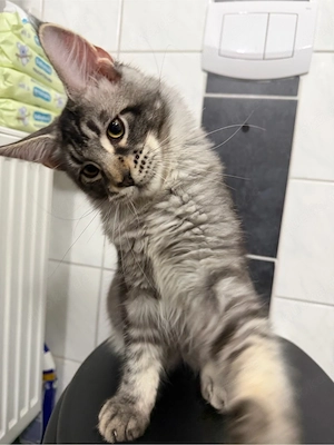 Maine Coon Kater 