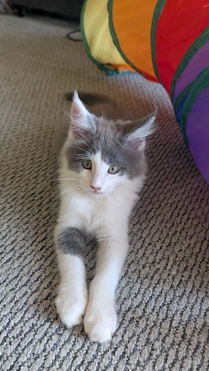 Maine Coon Kater
