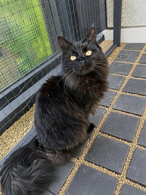 Katze sucht neues zu Hause