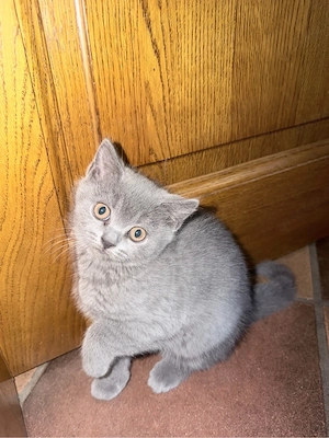Reinrassige BKH Kitten (1 Kitten reserviert)