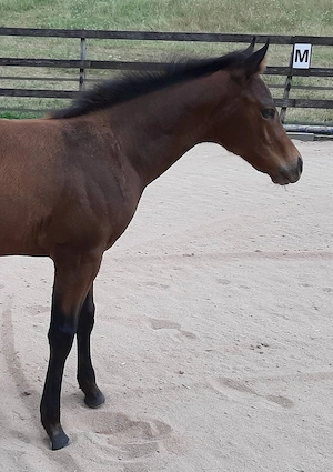 Quarter Horse Hengstfohlen 