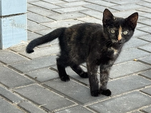 Kätzchen (rot-schwarz) sucht ein Zuhause