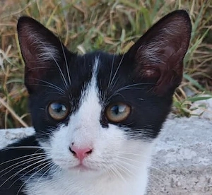 Die hübsche Freya sucht ihr Körbchen