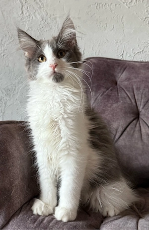 Maine Coon Kitten
