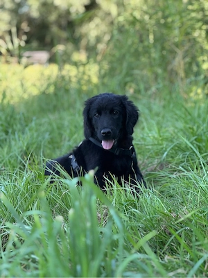 Labrador - Münsterländer Rüde Welpe
