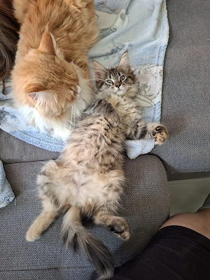 Reinrassige XL Maine Coon Kitten nur 1 Kater + 1 Katze