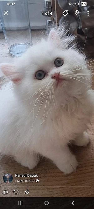 Junge katze VB