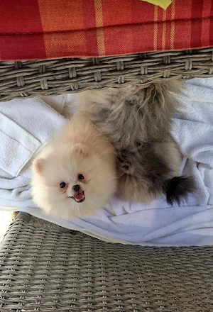 Pomeranian Zwergspitz Mädchen 