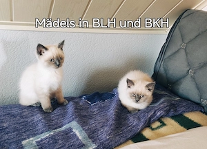 BKH  BLh Kitten 
